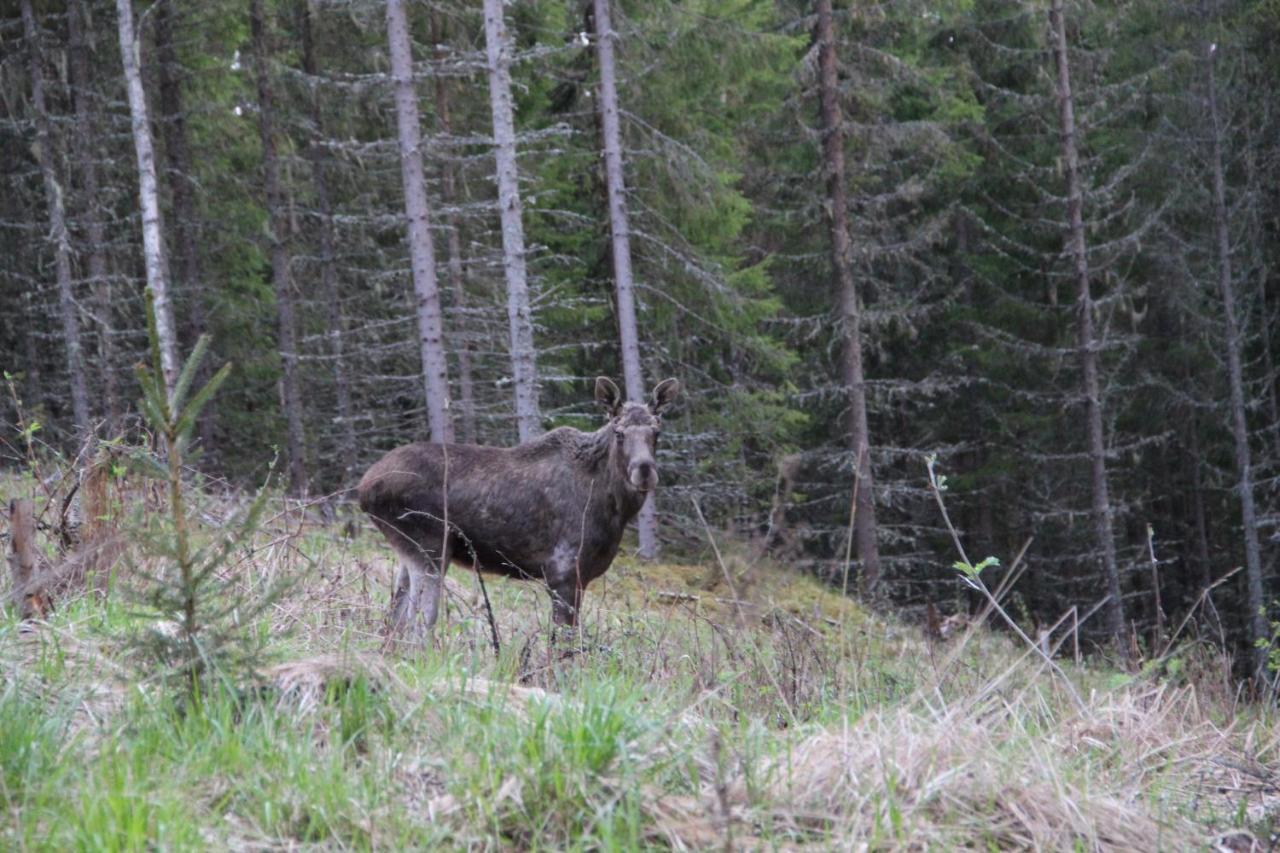 Loevas Gard Koppera Appartement Charlottenberg Buitenkant foto